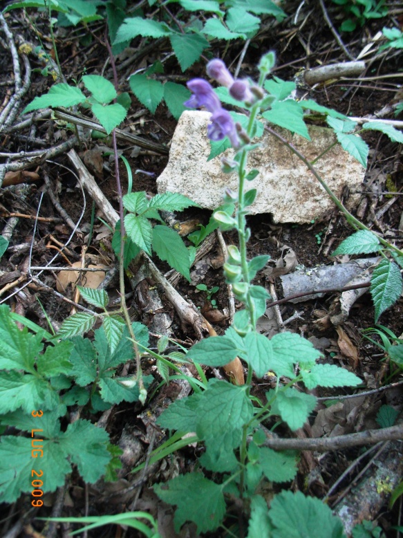 Scutellaria columnae